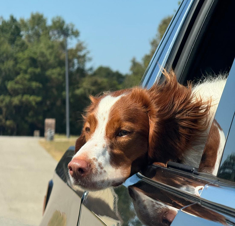 Happy dog enjoying a car ride